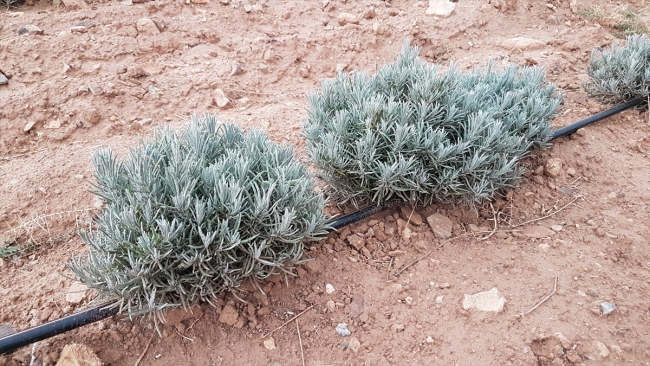 Niğde'de tıbbi aromatik bitki lavanta fidesi dikimi yapıldı